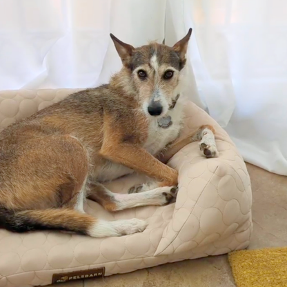Cooling Orthopedic Bed